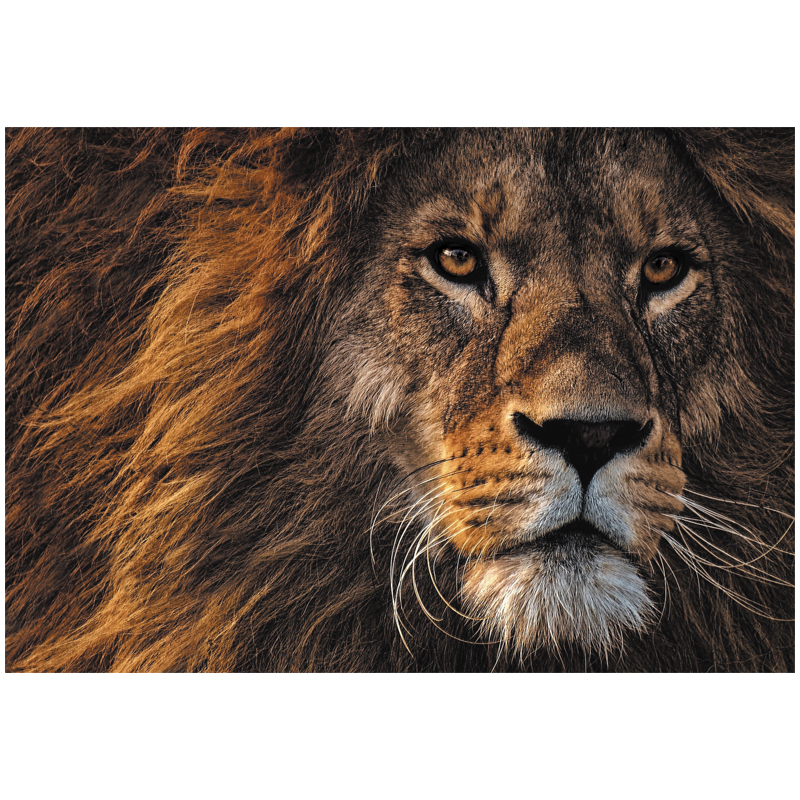 Пазл  500 эл. ТРИ СОВЫ Царь зверей